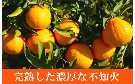 【ご家庭用訳有り】紀州有田産不知火(しらぬひ) 約8.5kg【2025年2月中旬以降発送】【先行予約】【UT41】