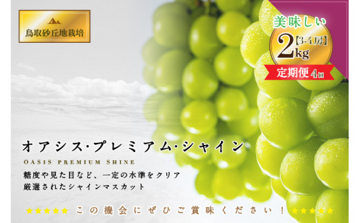 804．【定期便】4回 定期便 オアシス・プレミアム・シャイン 2kg （鳥取砂丘地栽培）シャインマスカット 種なし 葡萄 ぶどう 産地直送 ※離島への配送不可 ※2024年9月上旬頃から順次発送予定