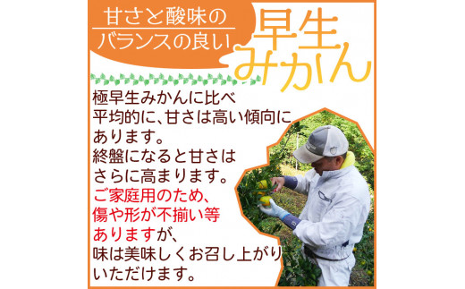 安樹屋　愛媛県明浜産　温州みかん（早生） 10kg（家庭用）