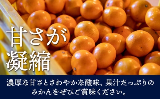 赤秀 若野みかん 約5kg サイズ無選別 圦本悟農園《12月上旬-2月中旬頃出荷》和歌山県 日高川町 旬 新鮮 果物 柑橘 フルーツ 国産 送料無料 ミカン みかん 温州みかん