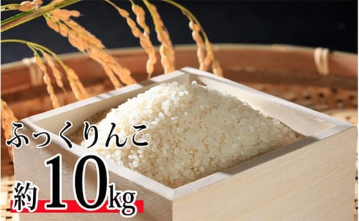 令和6年度米 ふっくりんこ約10kg 北海道 今金米 米 白米 米俵 こめ おこめ F21W-405 クラウドファンディング 実施中 GCF