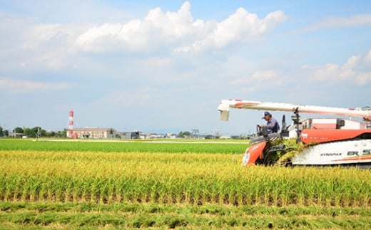 No.339 お米の食べ比べ定期便　11月～（1箱6kg×5ヶ月） ／ 精米 甘味 食卓 愛知県