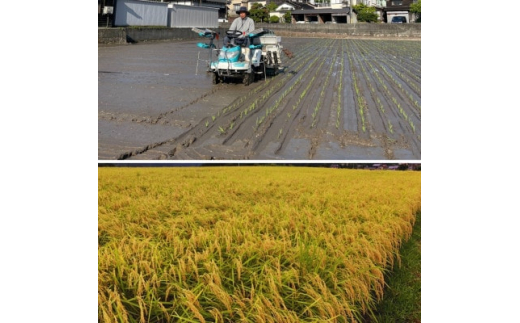 ＜令和6年産＞特別栽培米　新温泉町浜坂産　松岡農園のコシヒカリ　5kg