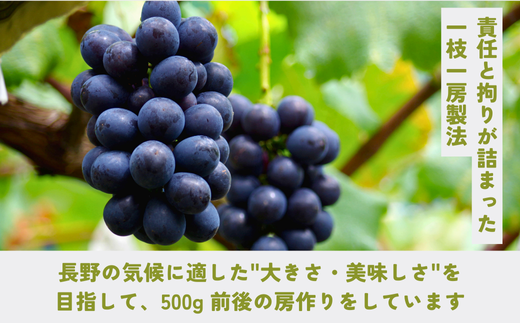 [No.5657-3731]まるごとパクッ！ナガノパープル 約2kg (4～6房)《なかむら果実園》■2024年発送■※8月中旬頃～9月下旬頃まで順次発送予定