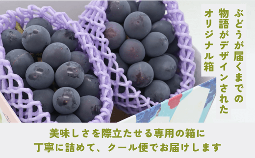 [No.5657-3731]まるごとパクッ！ナガノパープル 約2kg (4～6房)《なかむら果実園》■2024年発送■※8月中旬頃～9月下旬頃まで順次発送予定