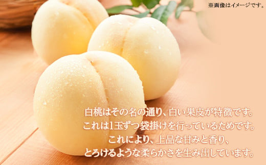 岡山県産 白桃ロイヤル 5玉（1.5kg以上）化粧箱入り