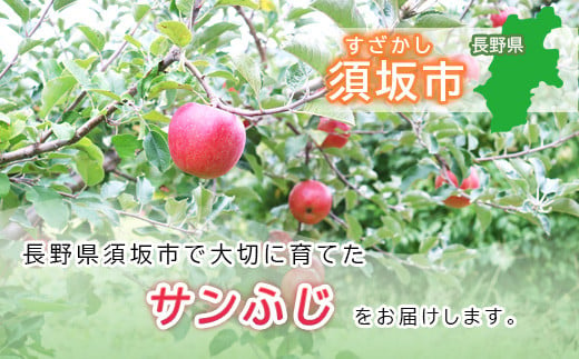 [No.5657-3998]家庭用 サンふじ 約3kg (約6～13玉) 《流園》■2024年発送■※11月上旬頃～12月上旬頃まで順次発送予定