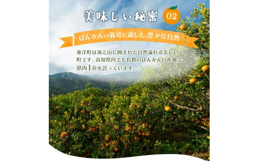 【先行予約】訳アリ完熟小玉ぽんかん＜10kg＞ 国産 東洋町産 訳あり 甘い コク ジューシー 蜜柑 ミカン 果肉 高知県 東洋町 四国 お取り寄せ フルーツ 果物 家庭用 自宅用 送料無料 産地直送 F126