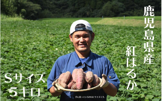 さつまいも 紅はるか 堀りたて 5kg ( 1箱 ) Sサイズ  新物 鹿児島県産 2024年12月末までに出荷