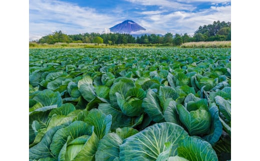 ＜25年発送先行予約＞（A）鳴沢村産高原野菜＆特産品詰め合わせ NSJ023