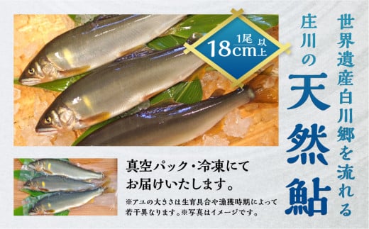 白川村産 飛騨庄川の天然鮎 10尾 18cm以上 500g以上 鮎 天然 あゆ 魚 岐阜県 白川郷 世界遺産 塩焼き BBQ 20000円  [S511]年内お届け 年内配送