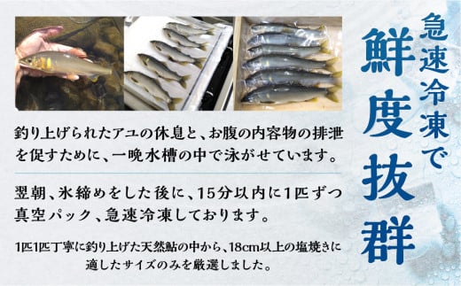 白川村産 飛騨庄川の天然鮎 10尾 18cm以上 500g以上 鮎 天然 あゆ 魚 岐阜県 白川郷 世界遺産 塩焼き BBQ 20000円  [S511]年内お届け 年内配送