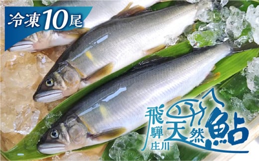 白川村産 飛騨庄川の天然鮎 10尾 18cm以上 500g以上 鮎 天然 あゆ 魚 岐阜県 白川郷 世界遺産 塩焼き BBQ 20000円  [S511]年内お届け 年内配送