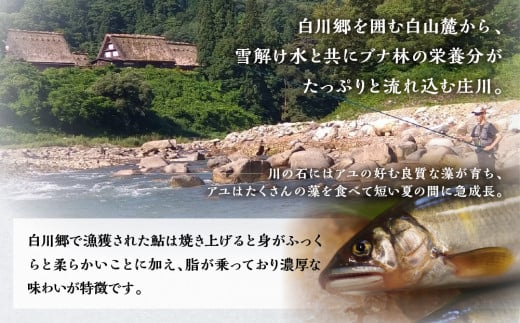 白川村産 飛騨庄川の天然鮎 10尾 18cm以上 500g以上 鮎 天然 あゆ 魚 岐阜県 白川郷 世界遺産 塩焼き BBQ 20000円  [S511]年内お届け 年内配送