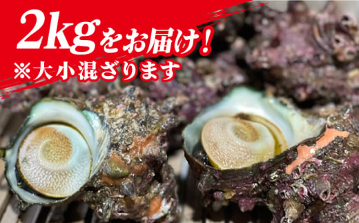 鮮度抜群 新上五島町産 活サザエ 殻付き2kg / 貝 魚介 海鮮 海産物 新上五島