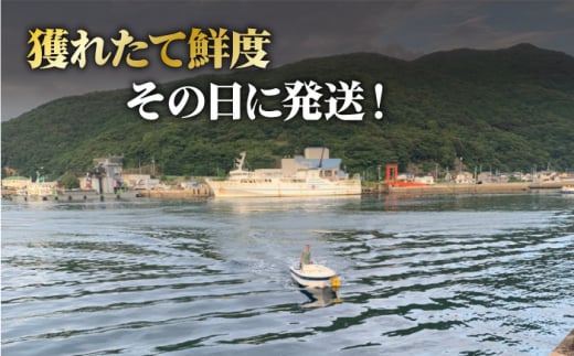 鮮度抜群 新上五島町産 活サザエ 殻付き2kg / 貝 魚介 海鮮 海産物 新上五島