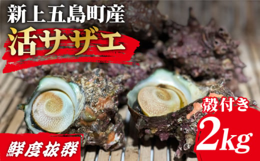 鮮度抜群 新上五島町産 活サザエ 殻付き2kg / 貝 魚介 海鮮 海産物 新上五島