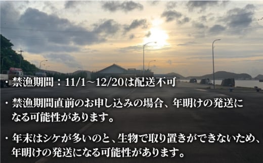 鮮度抜群 新上五島町産 活サザエ 殻付き2kg / 貝 魚介 海鮮 海産物 新上五島