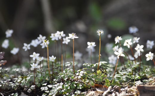 ＜バイカオウレン＞ 苗 ポット 4号 1個　＜12月～2月頃の間に発送予定＞　花 日本植物学の父 牧野富太郎 博士 森の妖精  梅花黄蓮 高知 佐川町  キンポウゲ科 ゴカヨウオウレン 常緑早春咲き