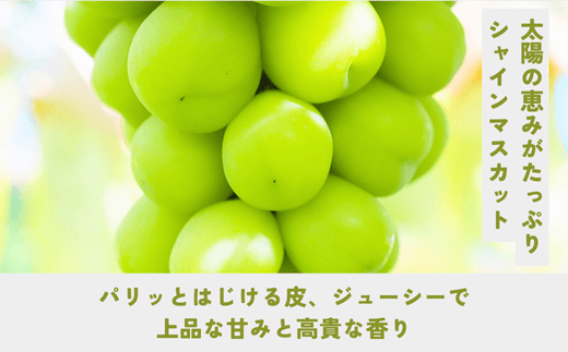 [No.5657-3733]パリッじゅわ～！高貴な香りのシャインマスカット 約2kg (4～6房)《なかむら果実園》■2024年発送■※9月上旬頃～10月下旬頃まで順次発送予定