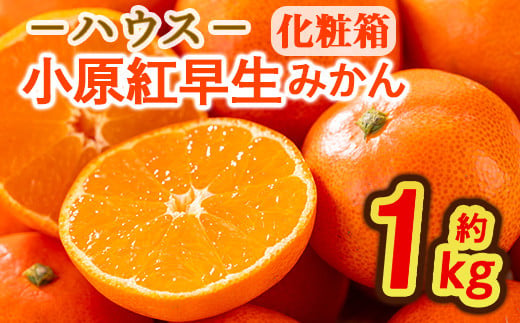 ＜先行予約！2025年6月下旬以降順次発送予定＞香川県産 ハウス小原紅早生みかん(約1kg/化粧箱) 【man072】【Aglio nero】