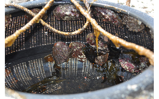 1407　天然活あわび【隠岐の島津戸産】　1㎏