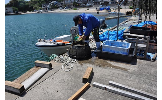 1407　天然活あわび【隠岐の島津戸産】　1㎏