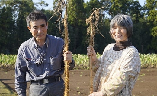 農家直送！栄養満点！ 岩澤さんちの美味しい 自然薯 1.5kg 自然薯天然 千葉 酒々井 産地直送