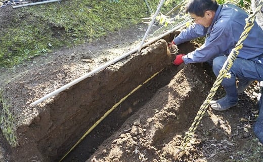 農家直送！栄養満点！ 岩澤さんちの美味しい 自然薯 1.5kg 自然薯天然 千葉 酒々井 産地直送