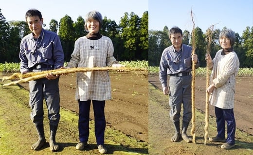 農家直送！栄養満点！ 岩澤さんちの美味しい 自然薯 1.5kg 自然薯天然 千葉 酒々井 産地直送