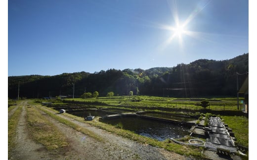 サーモン 刺身 生食用 半身 × 1枚  【 切身  鮭 サケ さけ ブランドサーモン 冷凍 人気 刺身 寿司 海鮮丼 国産  岩姫サーモン こだわり 】