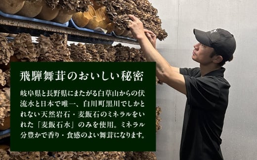 飛騨舞茸と佃煮のセット(飛騨舞茸  600g ・舞茸の佃煮  600g（100g×6袋））マイタケ まいたけ キノコ きのこ TVで紹介された品 テレビで紹介 テレビで放送