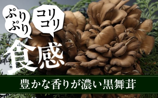 飛騨舞茸と佃煮のセット(飛騨舞茸  600g ・舞茸の佃煮  600g（100g×6袋））マイタケ まいたけ キノコ きのこ TVで紹介された品 テレビで紹介 テレビで放送