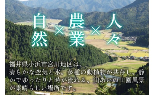 【定期便】 【隔月3回お届け】  【令和6年産 新米】 つきあかり 白米 5kg×3回 福井県産 若狭の恵