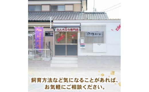 【ミドル】 らんちゅう 飼育歴40年 ベテラン店主 日本らんちゅう協会 らんちゅう専門店 らんらん 蘭鋳 金魚 観賞魚 生き物 魚 生体 埼玉県 羽生市