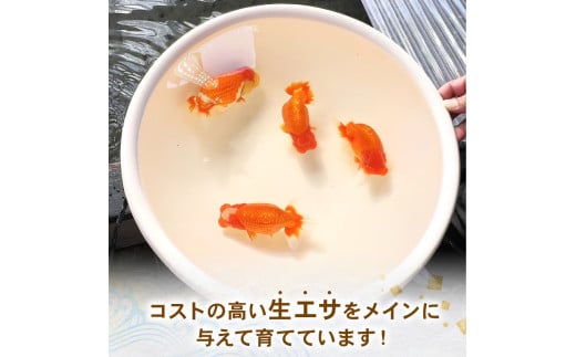 【ミドル】 らんちゅう 飼育歴40年 ベテラン店主 日本らんちゅう協会 らんちゅう専門店 らんらん 蘭鋳 金魚 観賞魚 生き物 魚 生体 埼玉県 羽生市