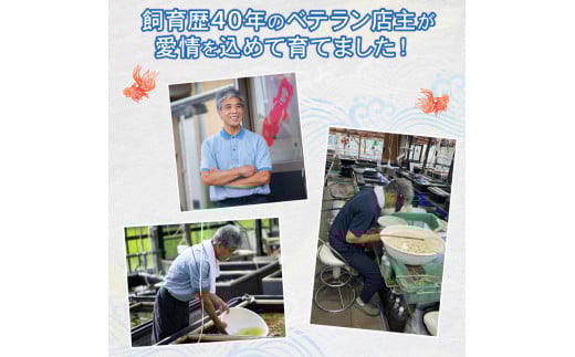 【ミドル】 らんちゅう 飼育歴40年 ベテラン店主 日本らんちゅう協会 らんちゅう専門店 らんらん 蘭鋳 金魚 観賞魚 生き物 魚 生体 埼玉県 羽生市