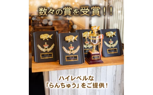 【ミドル】 らんちゅう 飼育歴40年 ベテラン店主 日本らんちゅう協会 らんちゅう専門店 らんらん 蘭鋳 金魚 観賞魚 生き物 魚 生体 埼玉県 羽生市