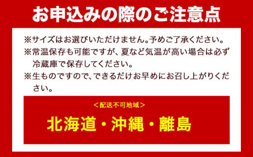 和歌山産 ミニ トマト アイコトマト 約 2kg SまたはMサイズ サイズおまかせ 厳選館《2025年4月上旬-5月中旬頃出荷》 和歌山県 日高町 トマト とまと アイコトマト 送料無料  【配送不可地域あり】