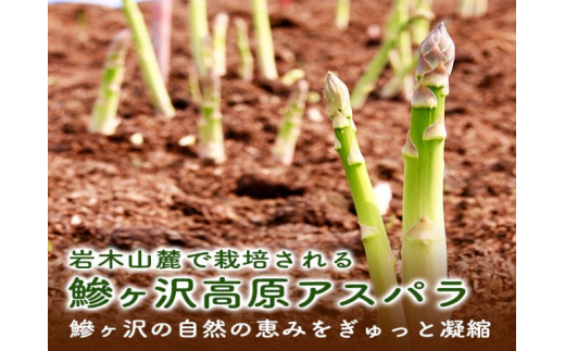 【先行予約2024年産】佐藤農園の夏アスパラガス！約1.5kg+100g（S～2L不揃い）【訳あり】【7月～9月発送】青森県鰺ヶ沢町産