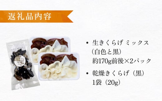 ＜ 期間限定 ＞漁師がつくる金華きくらげ 生と乾燥セット 合計約360g  生きくらげ 乾燥きくらげ キクラゲ 木耳 きのこ 乾燥 国産 食物繊維 野菜