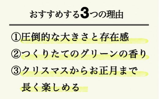 ６７７．シンプルだけど存在感「大きなグリーンリース」
※着日指定不可
※離島への配送不可
※2024年11月下旬頃より順次発送予定