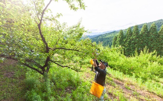 【先行予約】鈴木農園 うきは山奥育ちの南高梅 (大玉) 約3kg 2025年6月上旬から6月中旬 出荷予定