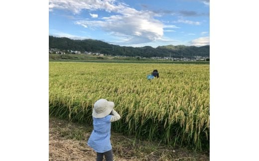 栽培期間中農薬・化学肥料不使用 はぜ掛け 天日干し コシヒカリ 玄米 5kg [まるごし農園 長野県 池田町 48110697]