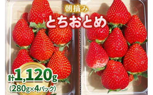 澳原いちご農園の朝摘みとちおとめ｜イチゴ 苺 果物 果実 スイーツ 産地直送 [0535]