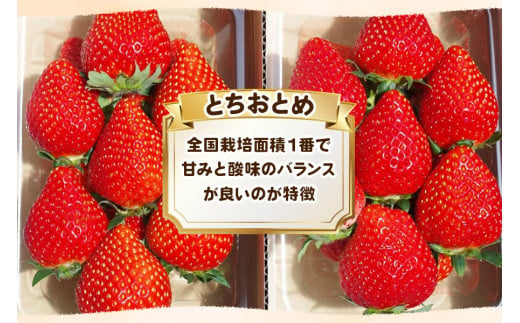 澳原いちご農園の朝摘みとちおとめ｜イチゴ 苺 果物 果実 スイーツ 産地直送 [0535]