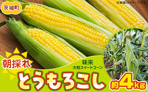 494 とうもろこし 味来 10本入り 約4kg スイートコーン 黄色 先行予約 2024年10月中旬～11月上旬ころ発送予定