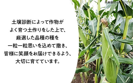 494 とうもろこし 味来 10本入り 約4kg スイートコーン 黄色 先行予約 2024年10月中旬～11月上旬ころ発送予定