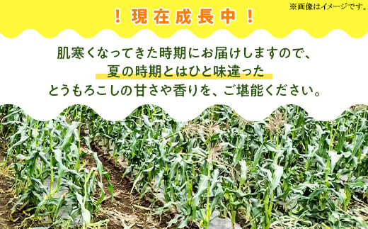 494 とうもろこし 味来 10本入り 約4kg スイートコーン 黄色 先行予約 2024年10月中旬～11月上旬ころ発送予定