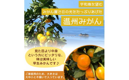 愛媛県西宇和産　でん助みかん（早生） ５kg　ご家庭用